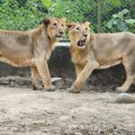 गुजरात मधून आणलेले सिंह उद्या सुधीर मुनगंटीवार यांच्या हस्ते संजय गांधी राष्ट्रीय उद्यानातील अधिवासात सोडणार