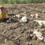 बारामती.मेंढपाळ कुटुंबाच्या मेंढ्यांच्या कळपावर लांङग्यांचा हल्ला, हल्ल्यात दहा मेंढ्या ठार.