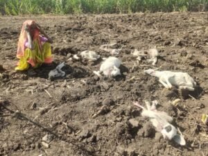 बारामती.मेंढपाळ कुटुंबाच्या मेंढ्यांच्या कळपावर लांङग्यांचा हल्ला, हल्ल्यात दहा&hellip;