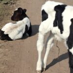 गोमाता’ फक्त भाषणातच का? रस्त्यावर फेकल्या जाणाऱ्या वासरांच्या नशिबी मरणयातनाच!