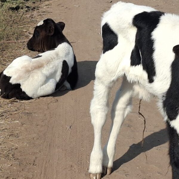 गोमाता’ फक्त भाषणातच का? रस्त्यावर फेकल्या जाणाऱ्या वासरांच्या&hellip;