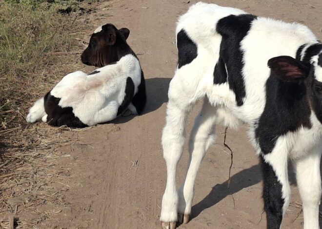 गोमाता’ फक्त भाषणातच का? रस्त्यावर फेकल्या जाणाऱ्या वासरांच्या नशिबी मरणयातनाच!
