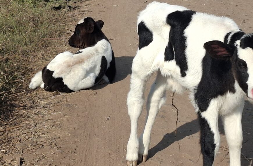 गोमाता’ फक्त भाषणातच का? रस्त्यावर फेकल्या जाणाऱ्या वासरांच्या नशिबी मरणयातनाच!