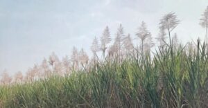 तुऱ्यामुळे उसाच्या उत्पादनाची चिंता आणि कारखान्यापुढील आव्हान