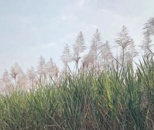 तुऱ्यामुळे उसाच्या उत्पादनाची चिंता आणि कारखान्यापुढील आव्हान