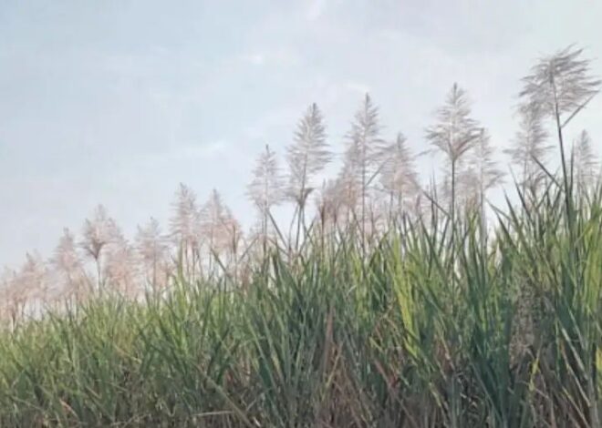 तुऱ्यामुळे उसाच्या उत्पादनाची चिंता आणि कारखान्यापुढील आव्हान