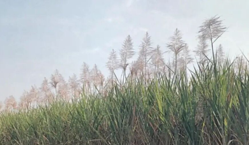 तुऱ्यामुळे उसाच्या उत्पादनाची चिंता आणि कारखान्यापुढील आव्हान